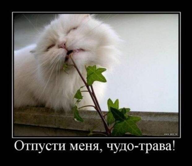 Демотиваторы еще.