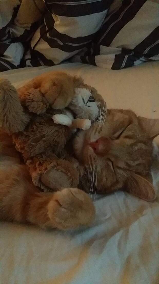 Смешные и забавные кошки