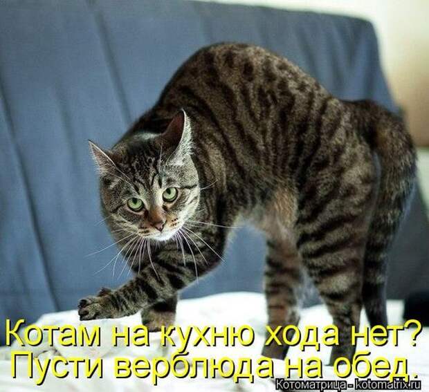 Лучшие котоматрицы недели
