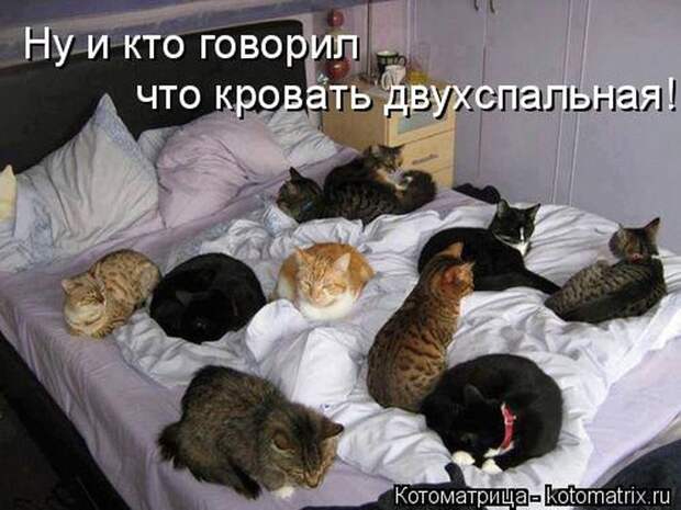 Лучшие котоматрицы недели