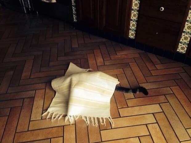 Несколько фотографий, которые доказывают, что все коты — секретные агенты