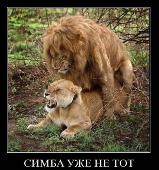 демотиваторы новые смешные.