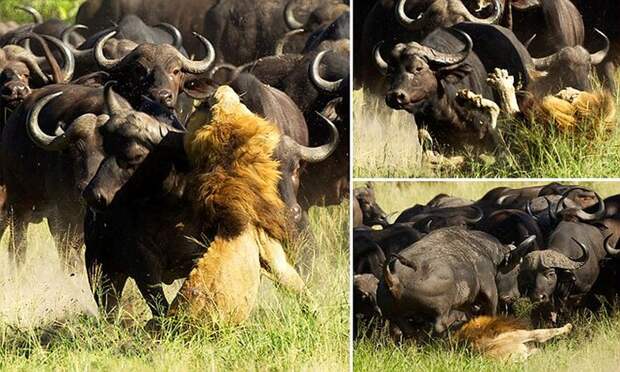 Lion Trampled To Death By Buffalo Herd