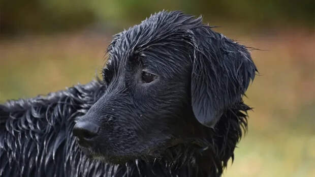 В Тюмени спасли собаку, упавшую в колодец