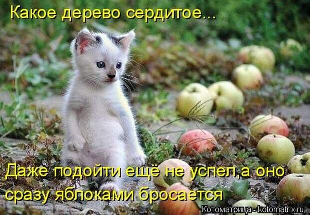 Лучшие котоматрицы недели