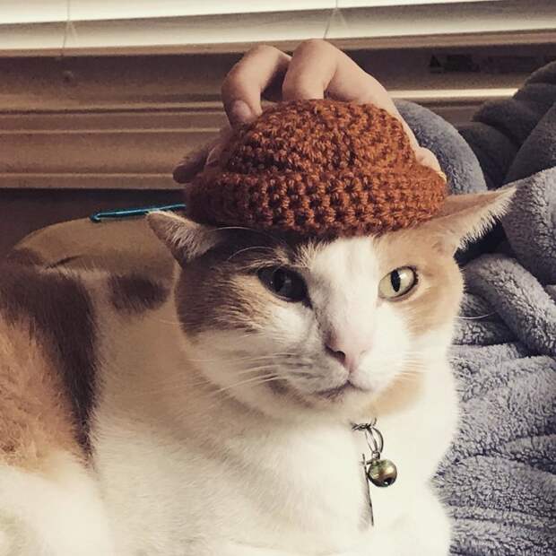 25+ очаровательных котиков в шапках для поднятия настроения животные, котики, котики в шапках, милота, мимими
