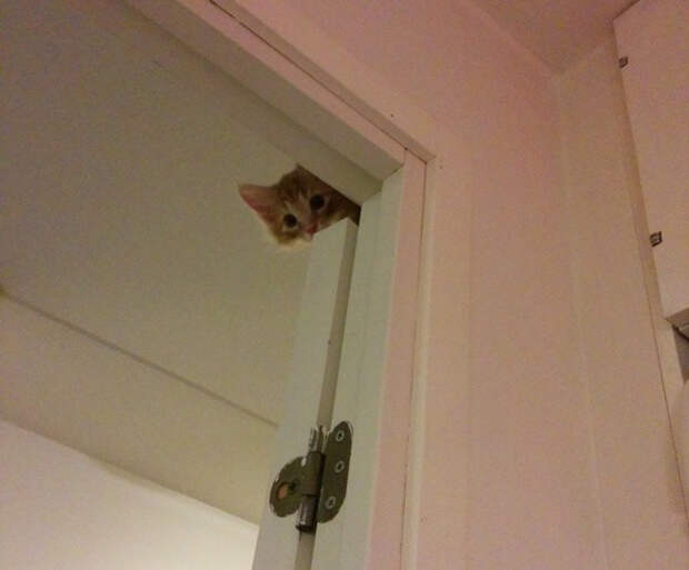 коварные кошки