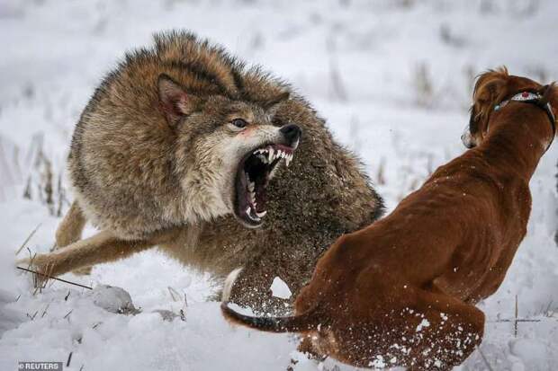 Как в Казахстане охотятся на волков
