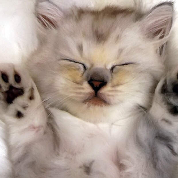 что чувствуют кошки