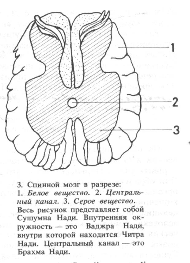 Серое и белое вещество спинного мозга рисунок