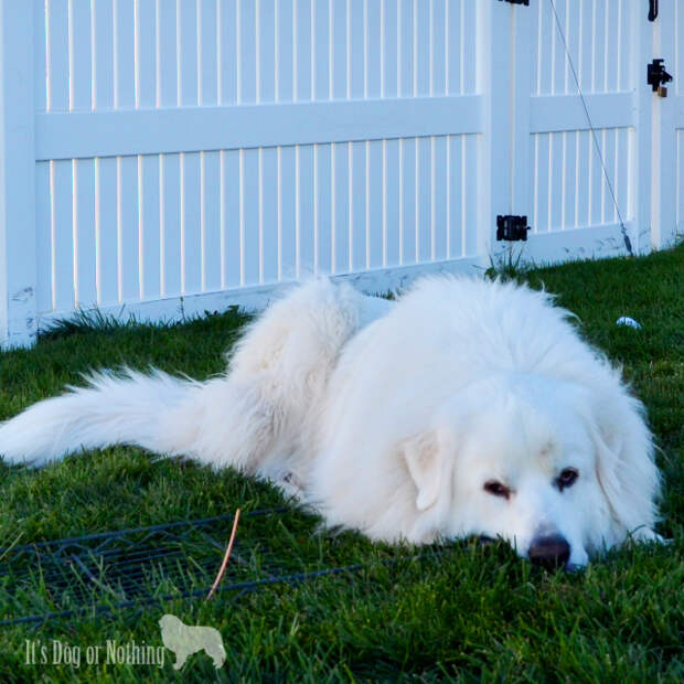 Atka's "I'm so done with pictures" face ;)