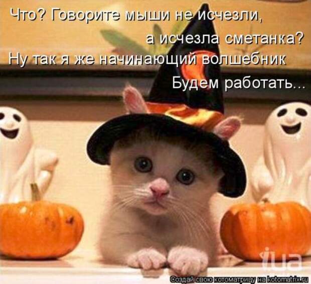 Еженедельная котоматрица (33 фото)