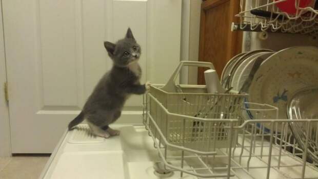 котенок на кухне
