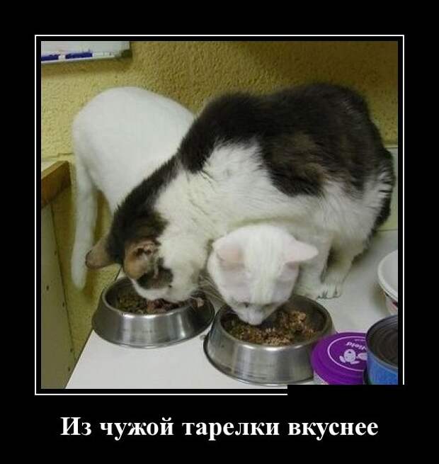 Демотиваторы (30 фото) Демотиваторы (30 фото)