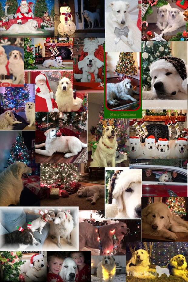 A collage of beautiful Great Pyrenees Christmas/holiday themed photos!