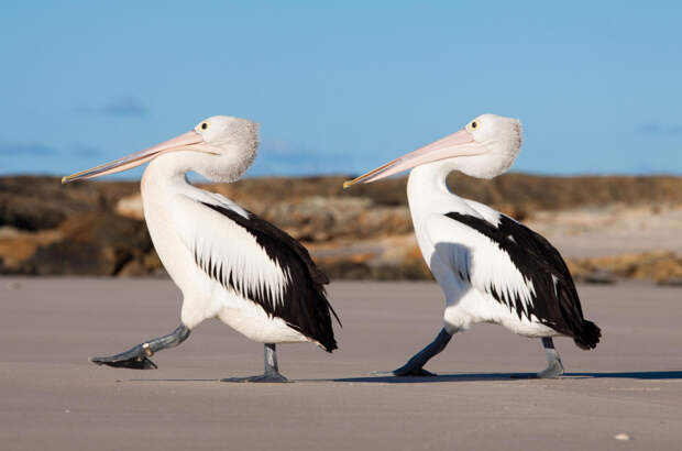 Фото: Scott Warner