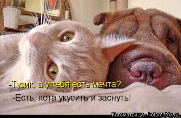 Котоматрица на Бугаге (37 фото)