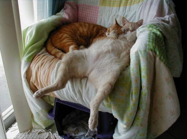 коты релаксация (11)