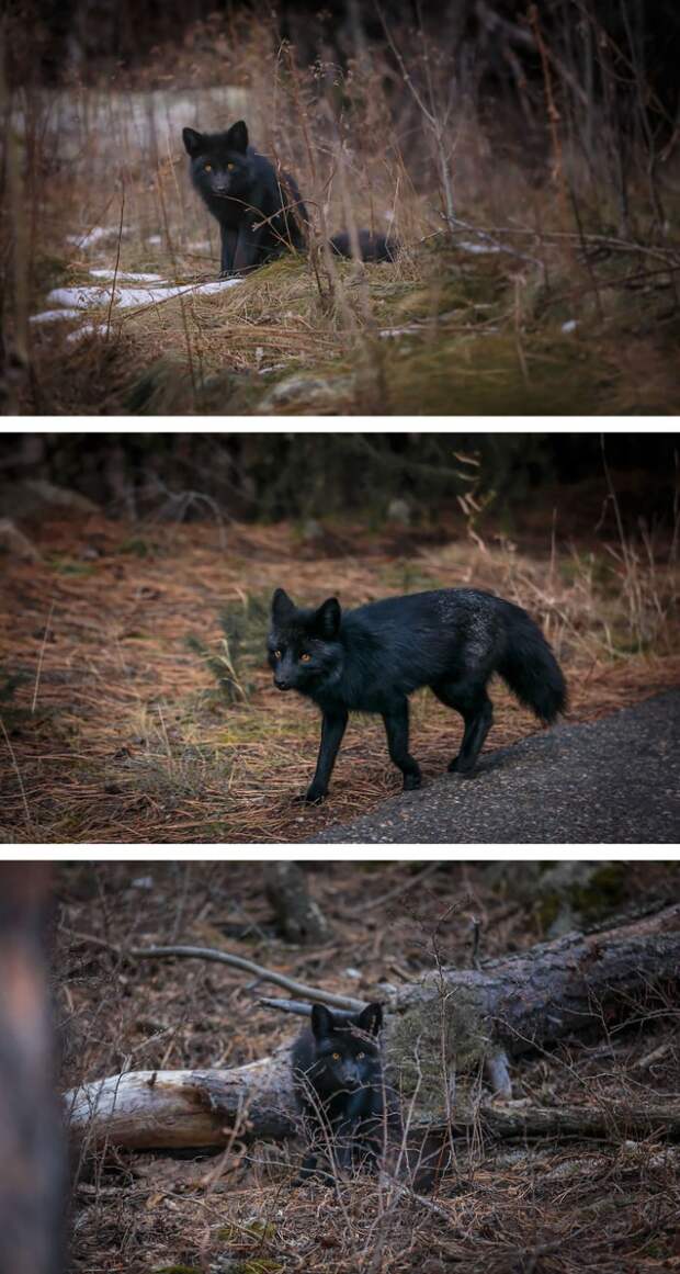 Black Silver Fox