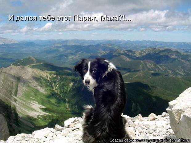 Лучшие котоматрицы недели (50 фото)