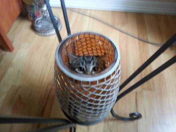 Коты в неожиданных местах Коты в неожиданных местах коты, места, неожиданные