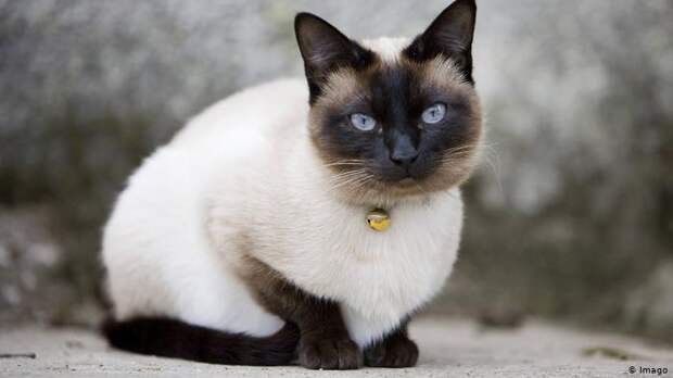 Сиамская кошка