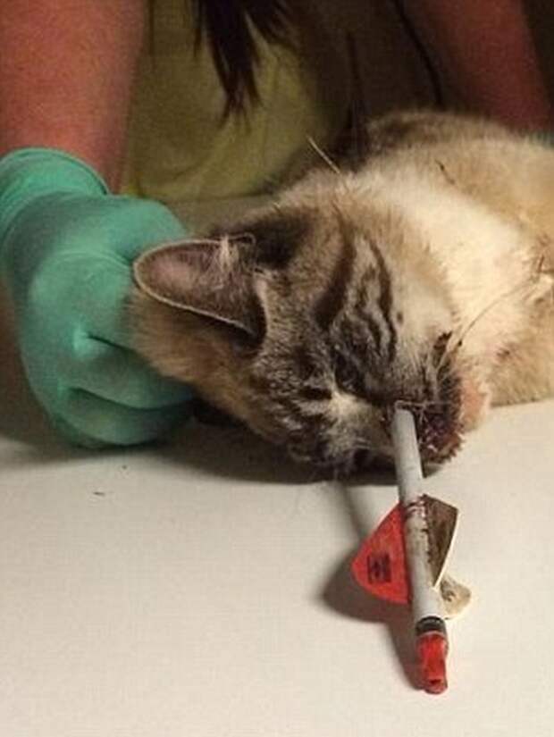 Если у кошек девять жизней, то у этого кота осталось восемь Если у кошек девять жизней, то у этого кота осталось восемь интересное, кот, стрела