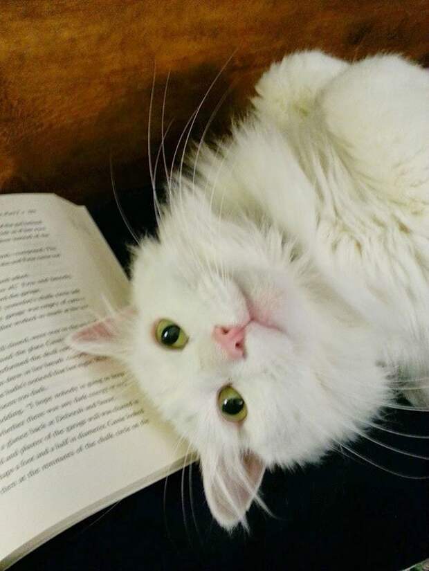 кошка мешает читать 