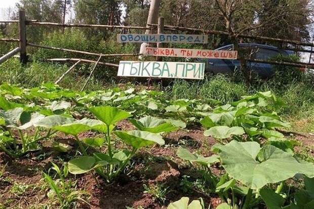 Такое возможно только в России маразмы, россия, юмор