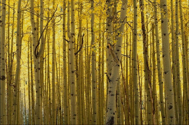 Красота жизни 11 (700x466, 137Kb)