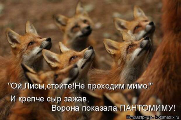Котоматрицы, животные приколы.