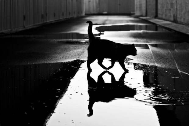 черно белые фотографии кошек (12)