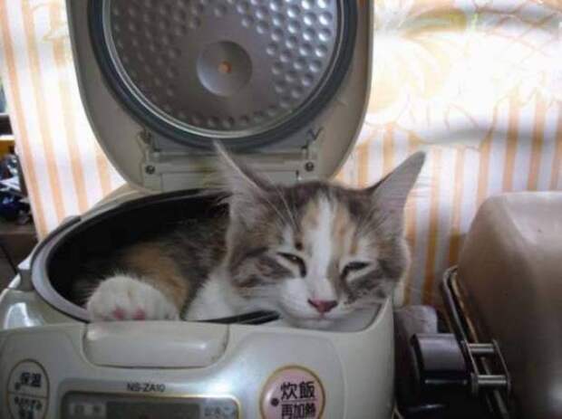 Как спят коты (19 фото) Как спят коты (19 фото)