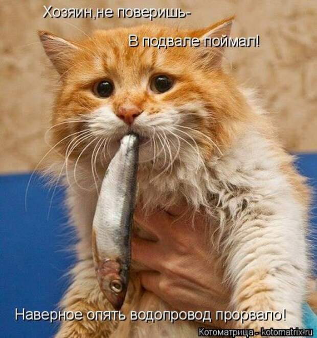 Свежая котоматрица (37 фото)