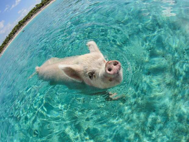 big-major-cays-pigs-swimming-in-the-clear-turquoise-waters-of-the-bahamas