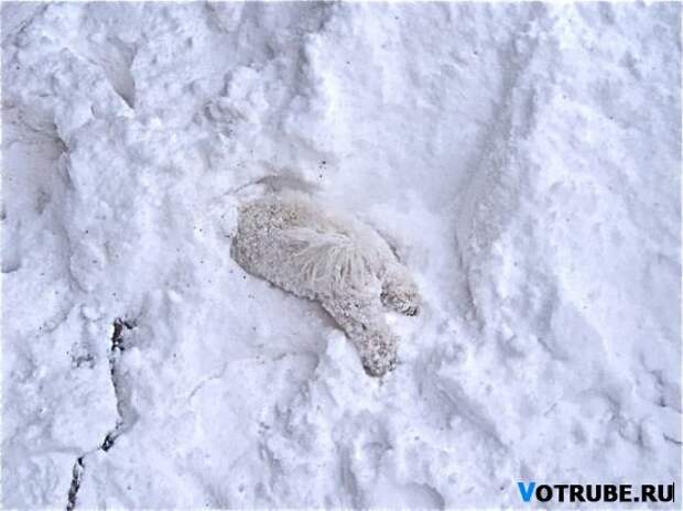 Животные, которые видят снег впервые в жизни. Эти волшебные фото подарят тебе зимнее настроение! Выпуск 454 (17 фото)