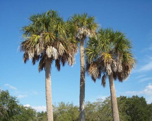 Сабаль пальметто (sabal palmetto) Сабаль пальметто (sabal palmetto)