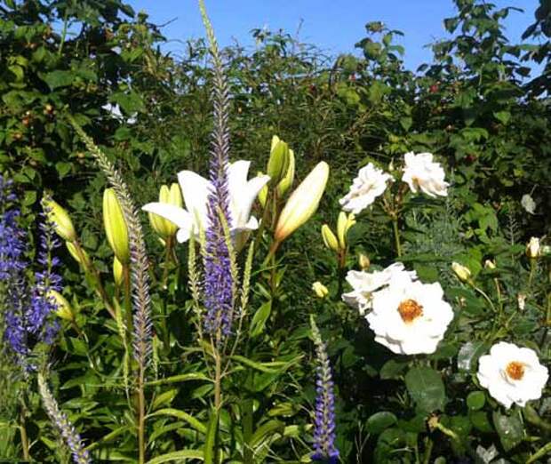 Сады, цветы Урала