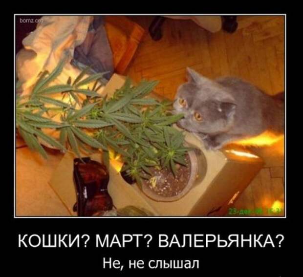 Веселые демотиваторы, и только новые!!!