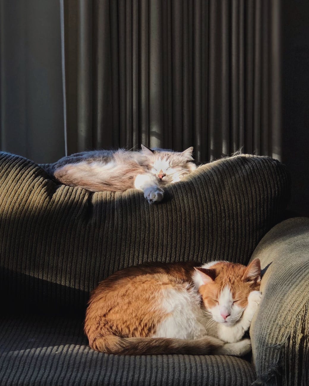 коты не дружат коты