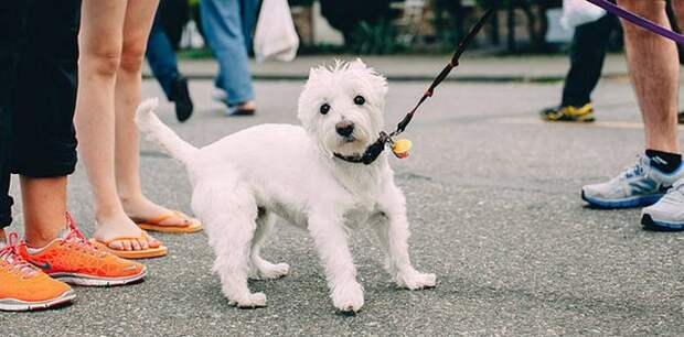 26 вещей, которые французам кажутся странными в США