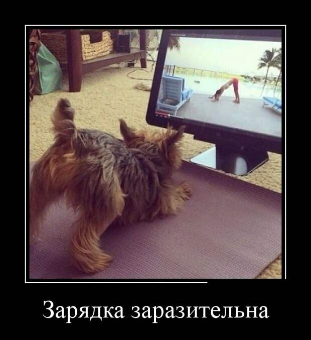 Демотиваторы демотиваторы, прикол, смех, юмор