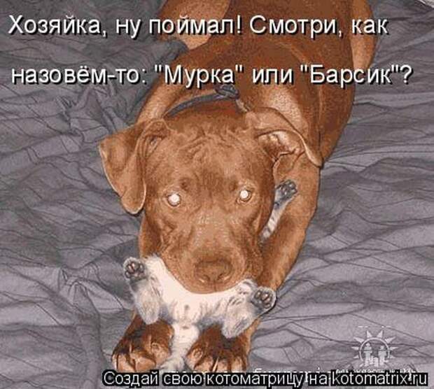 Лучшие котоматрицы недели