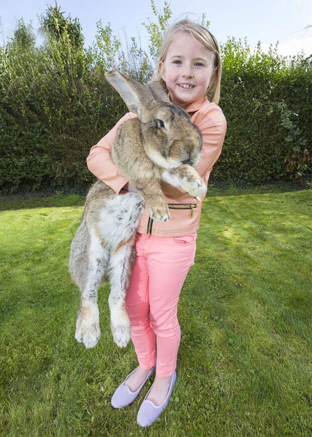 самый крупный кролик в мире