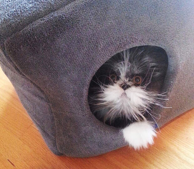кот со страшным взглядом 