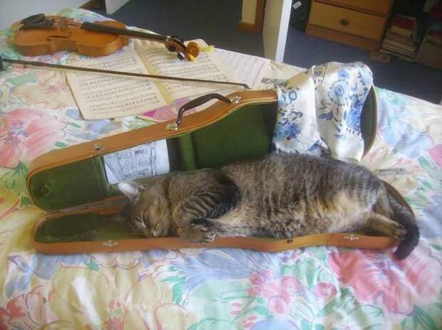 Коты и кошки, которые могут заснуть где угодно