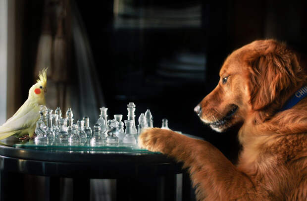 Собачьи портреты Creative Dog Portraits 6 Радостные собаки в объективе девушки подростка