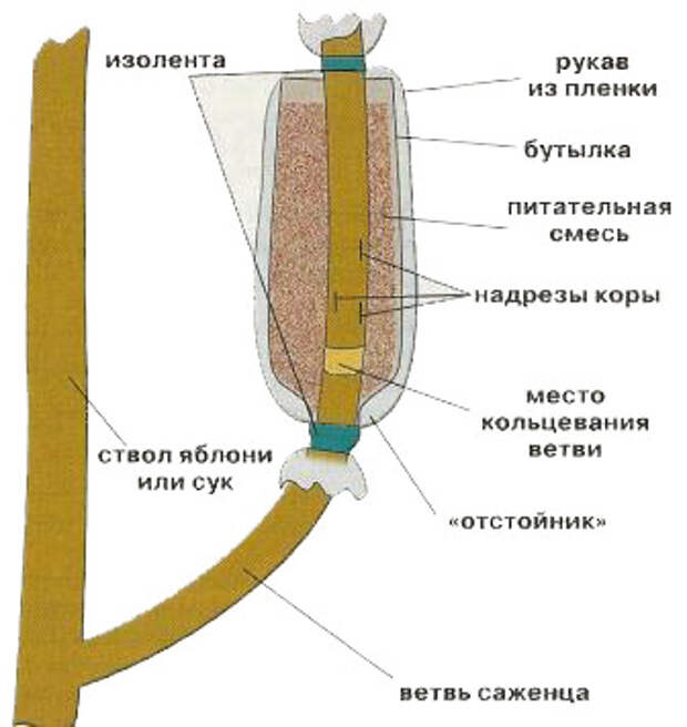 Воздушные отводки яблони