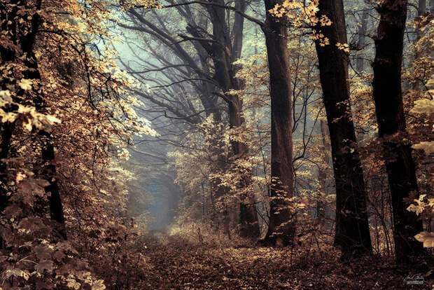 Мистический осенний лес чешского фотографа Янека Седлара