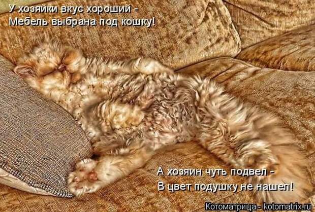 Лучшие котоматрицы недели